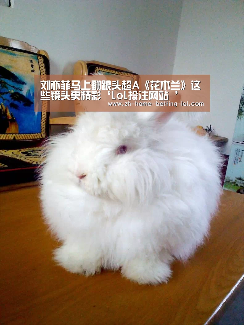 LoL投注网站 