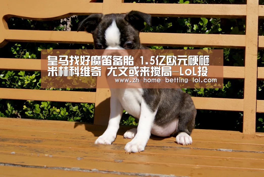 皇马找好魔笛备胎 1.5亿欧元硬砸米林科维奇 尤文或来搅局-LoL投注网站 (图1) LoL投注网站